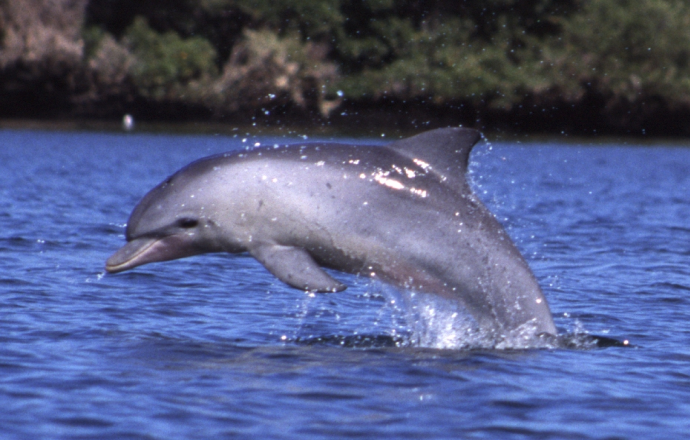 Bottlenose Dolpin