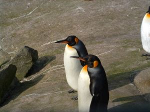 Penguins