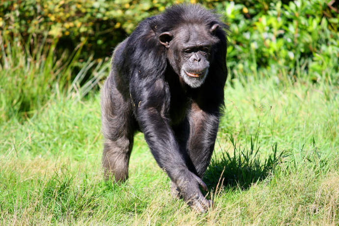 Chimp