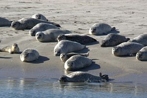 Grey Seals