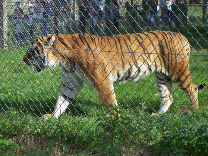 Siberian Tiger