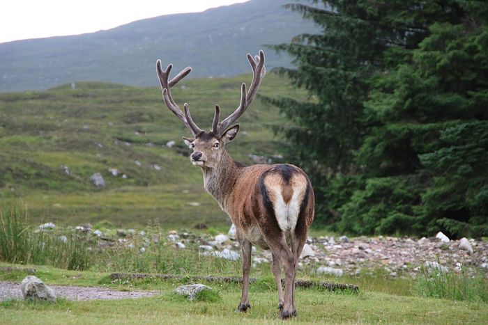 The Best Of Scotland Wildlife