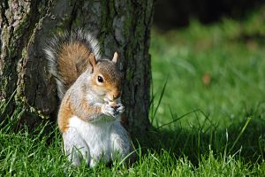 Red Squirrel